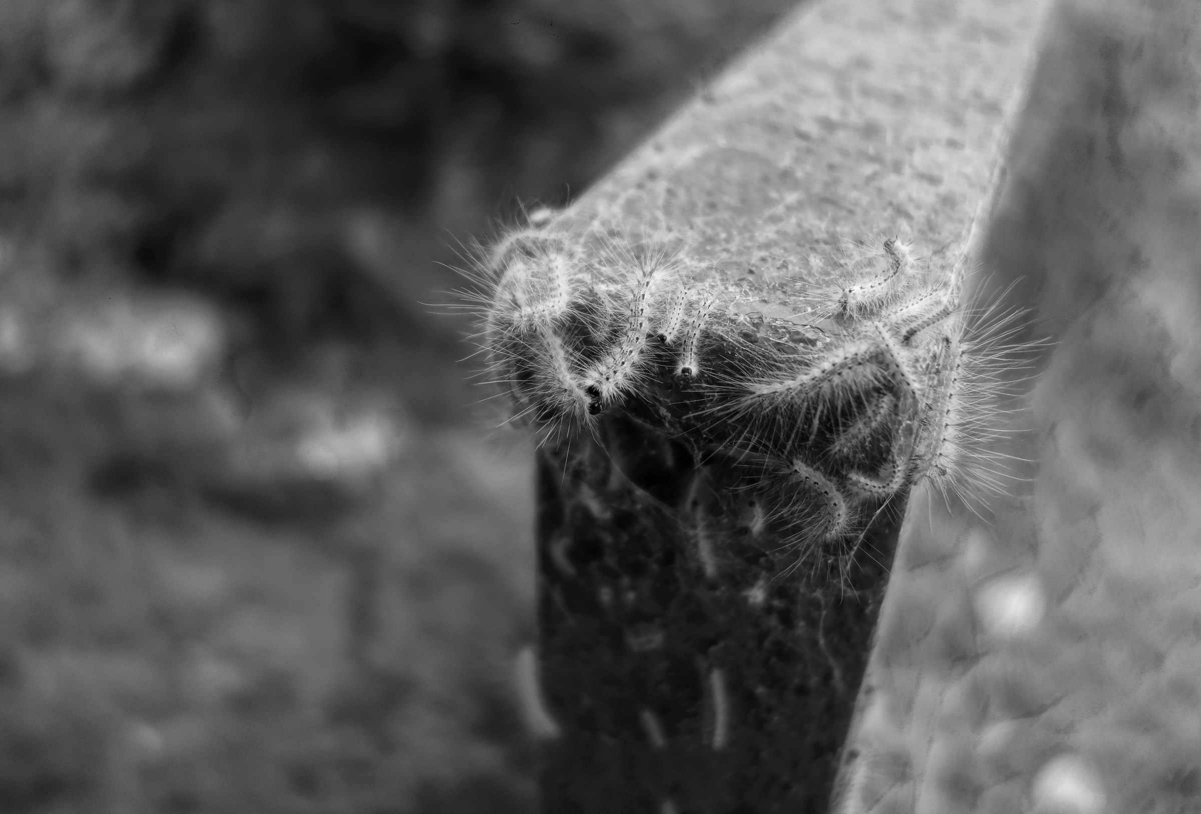 American Caterpillar 2