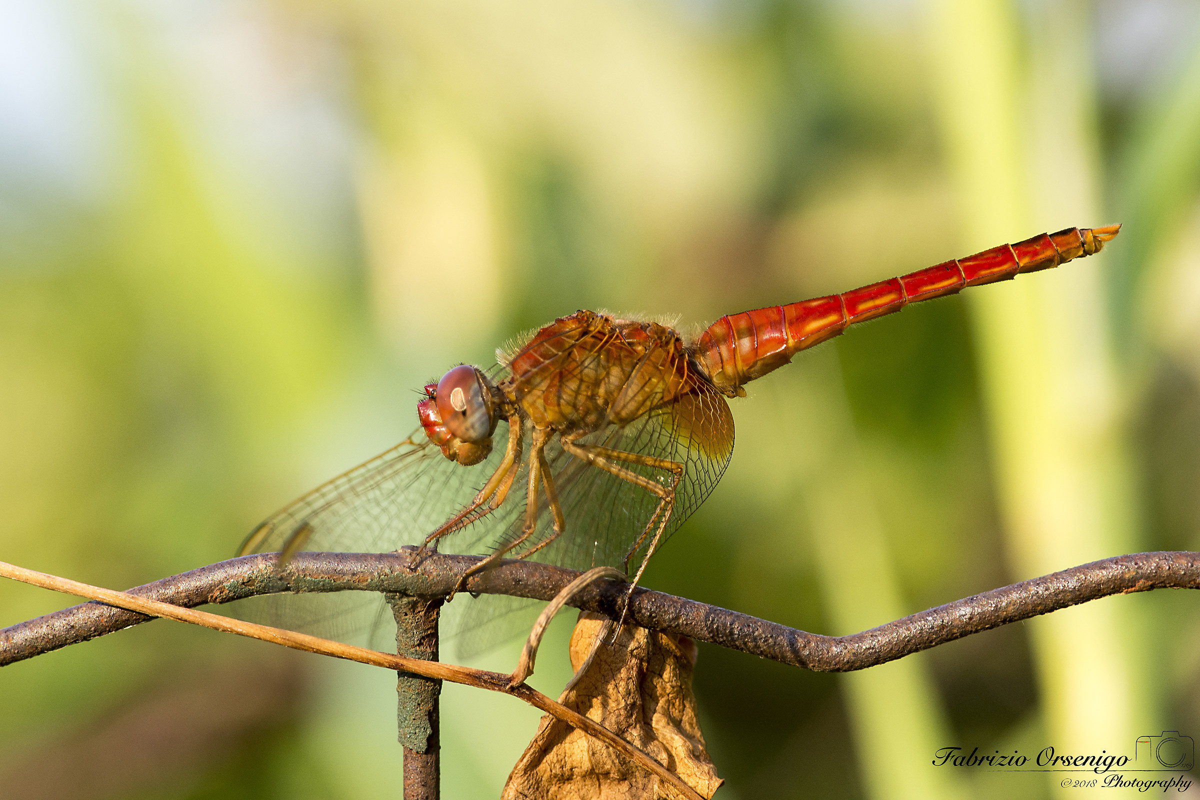 Red Dragonfly
