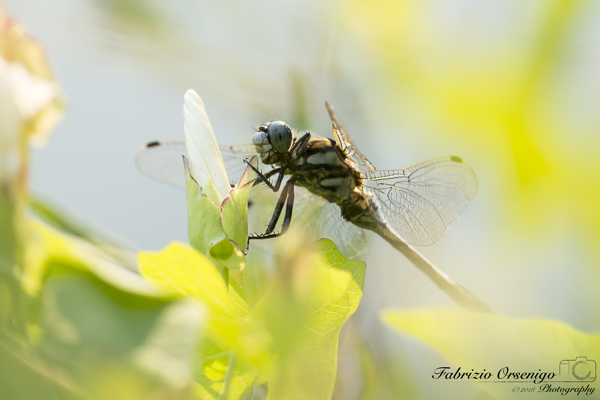 Dragonfly