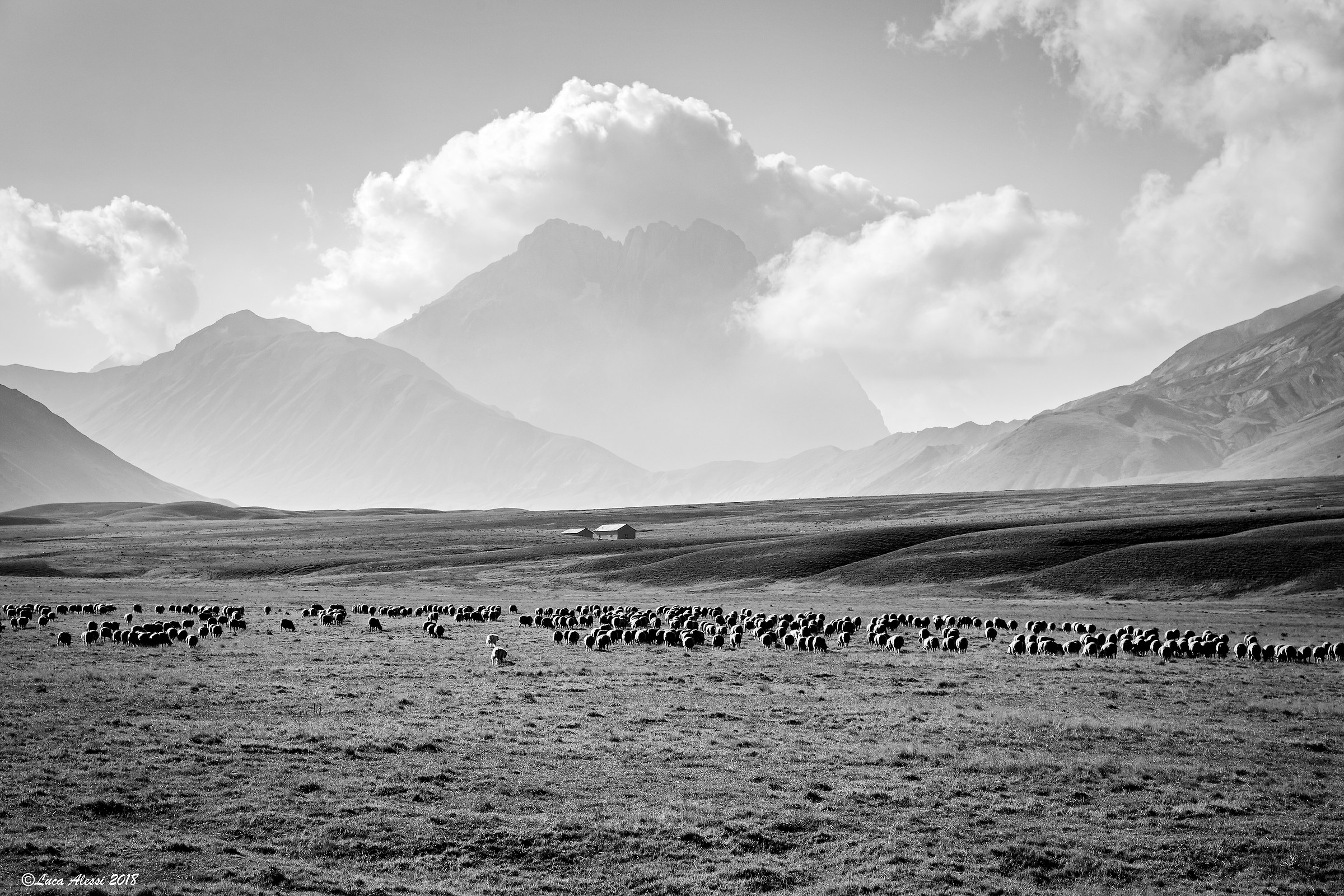 Al pascolo sull'altipiano