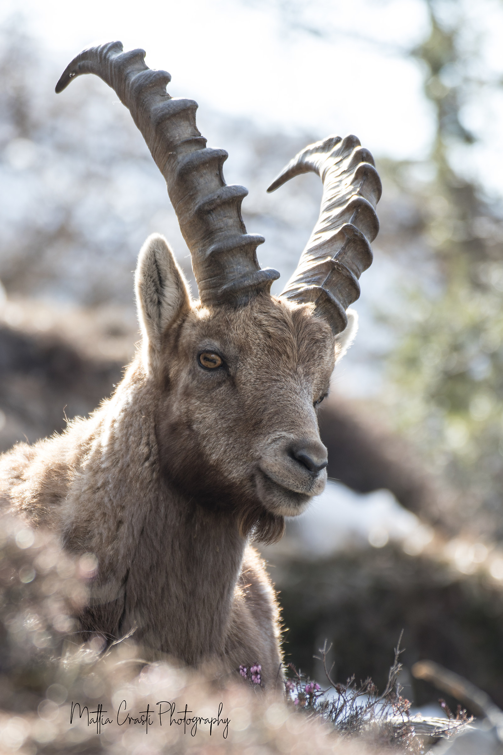 Ibex