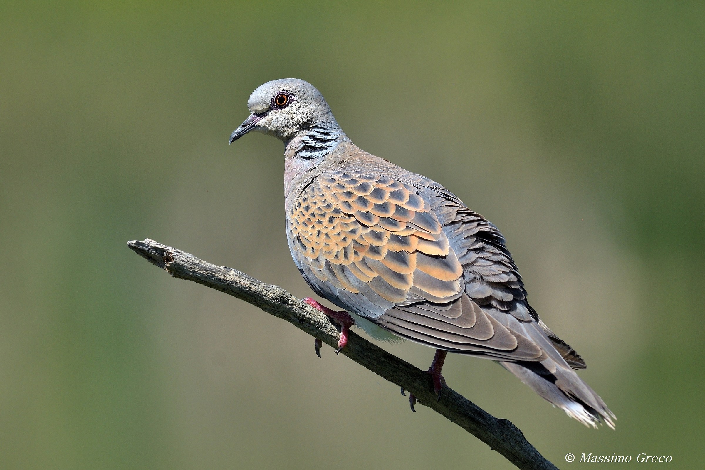 Wild Dove (Streptopelia turtur)