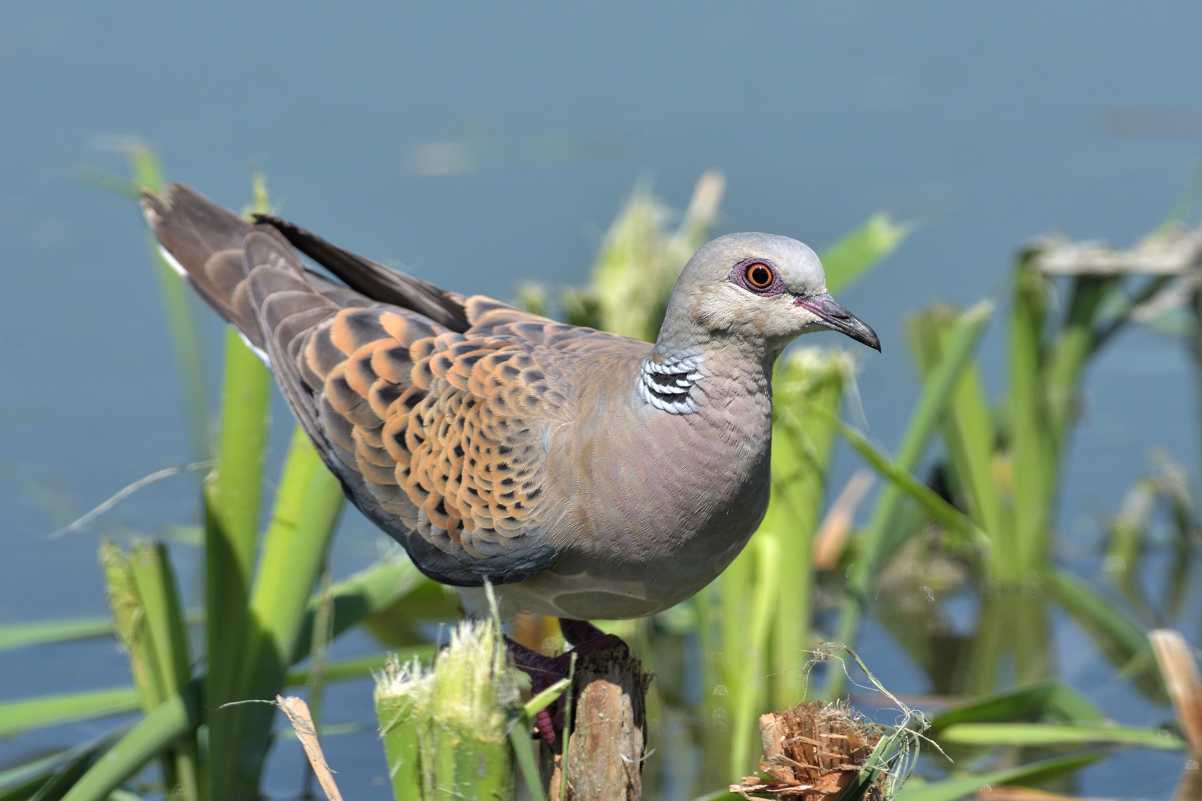 Wild Dove (Streptopelia turtur)