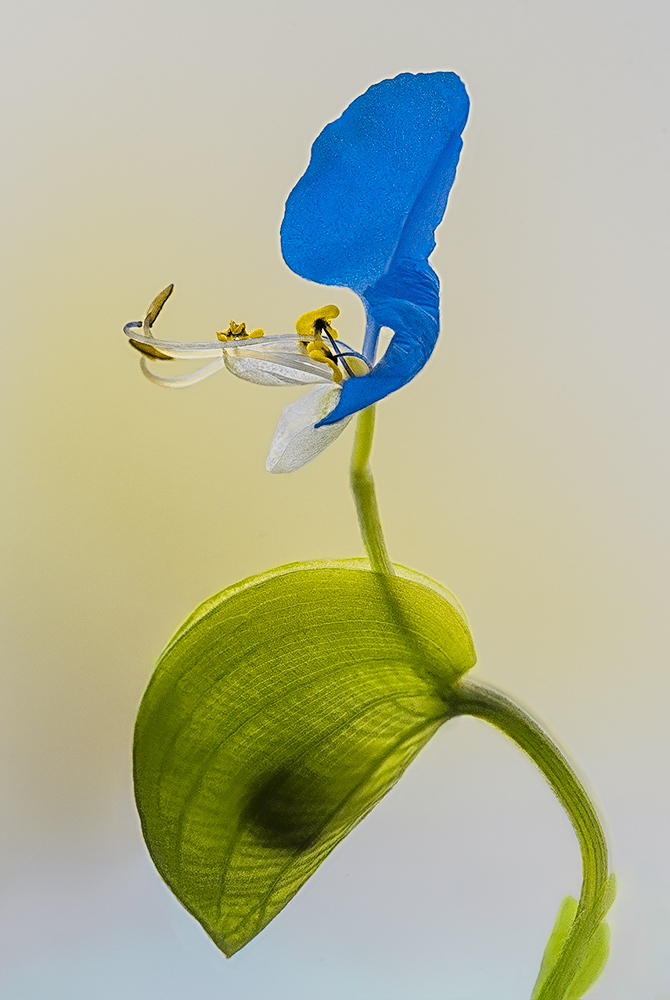 Even the spontaneous flowers are beautiful