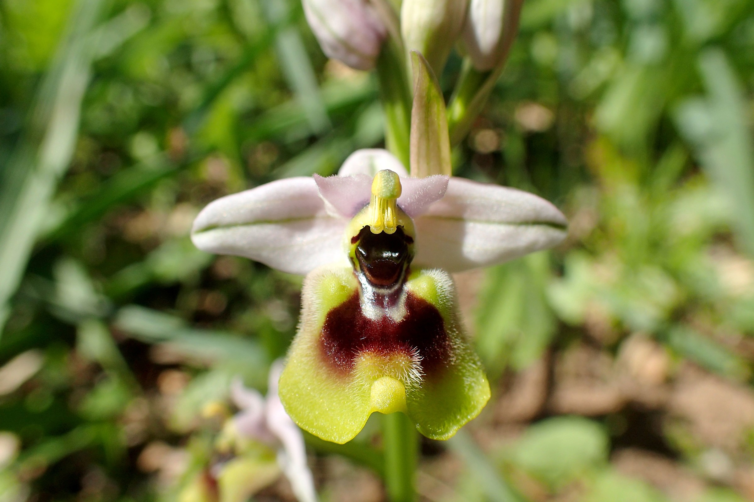 Ophrys tenthredinifera