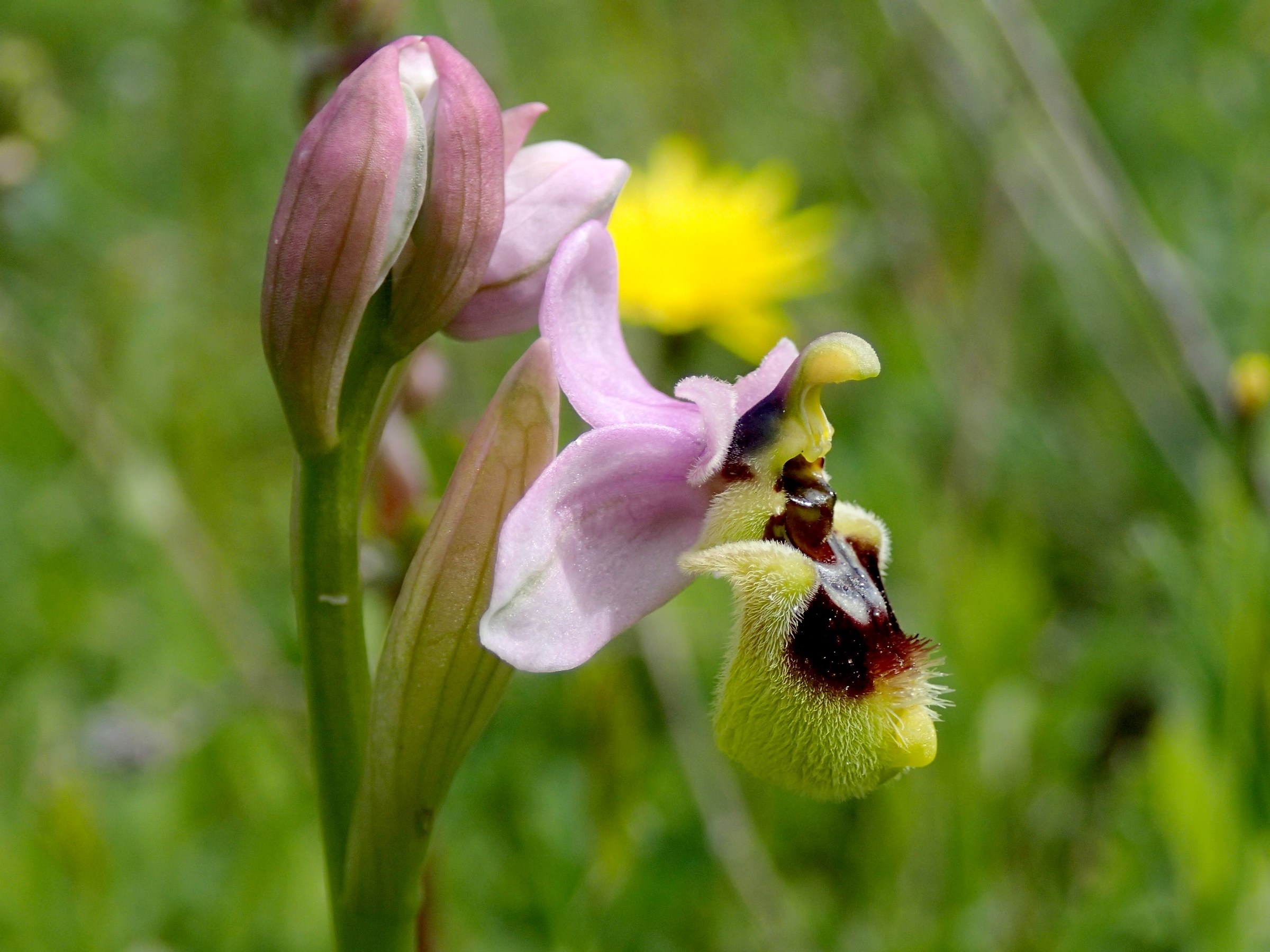 Ophrys tenthredinifera