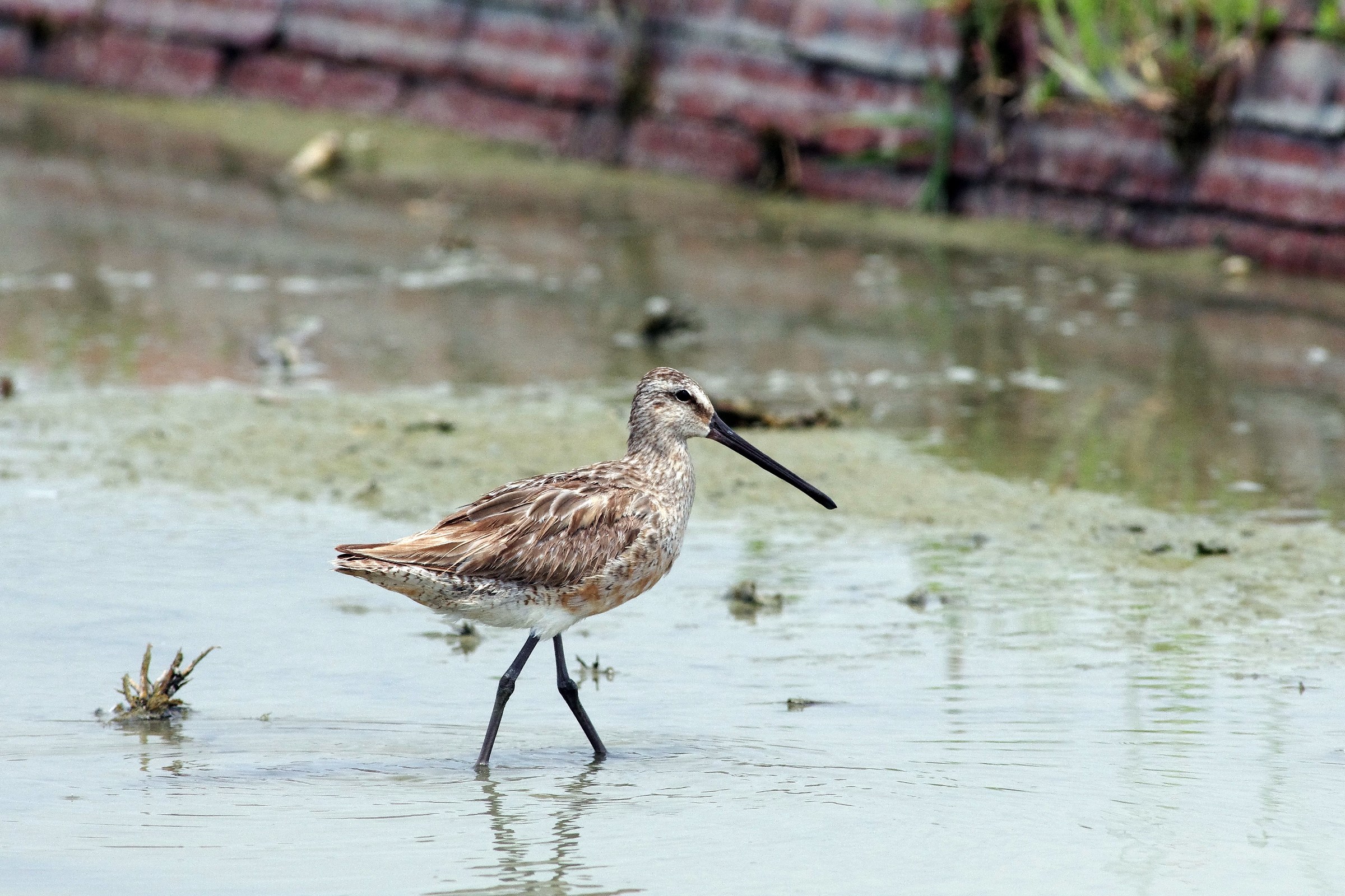 Asian Dowitcher