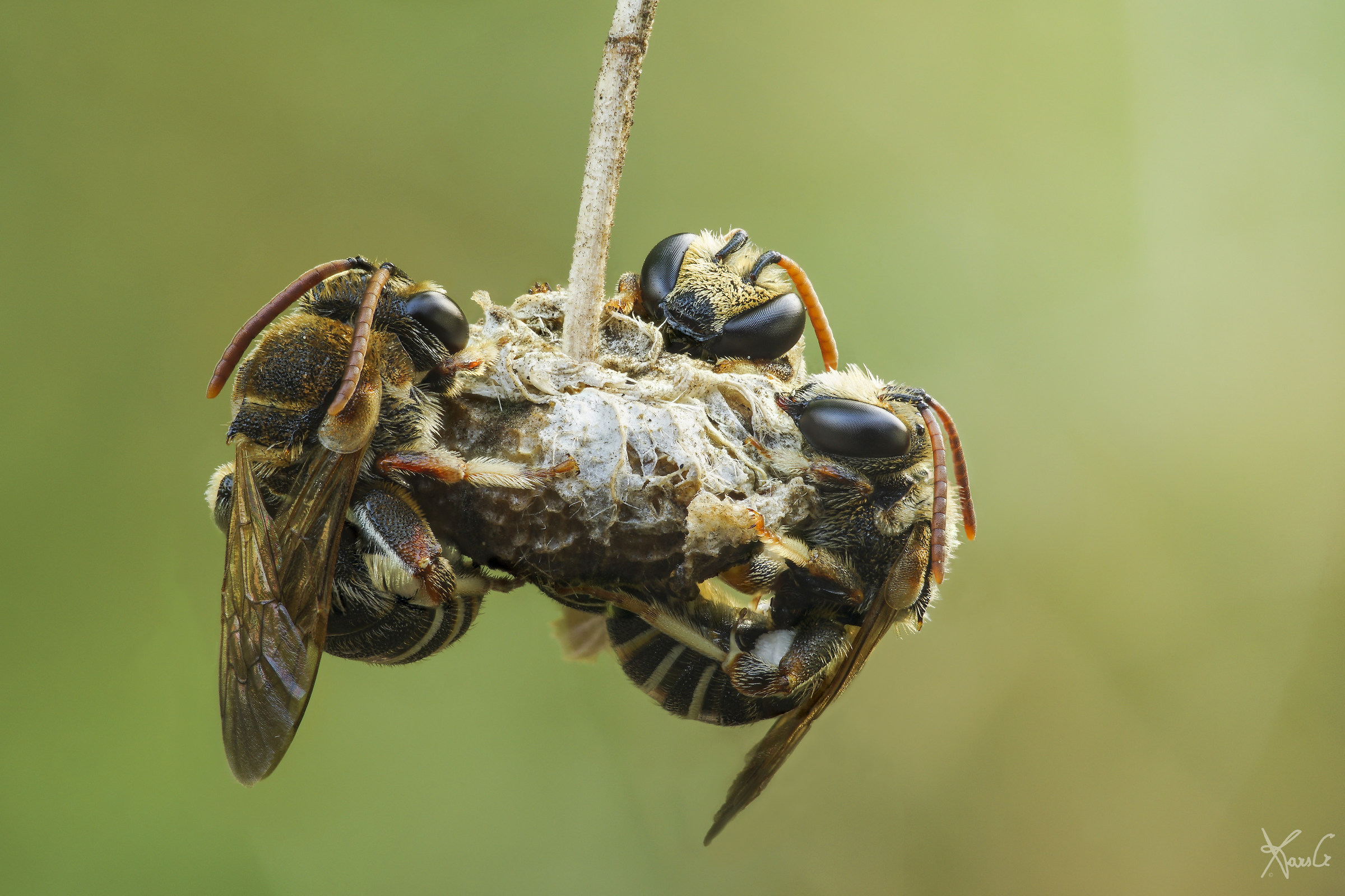 I tre apettieri, perché mosche non son
