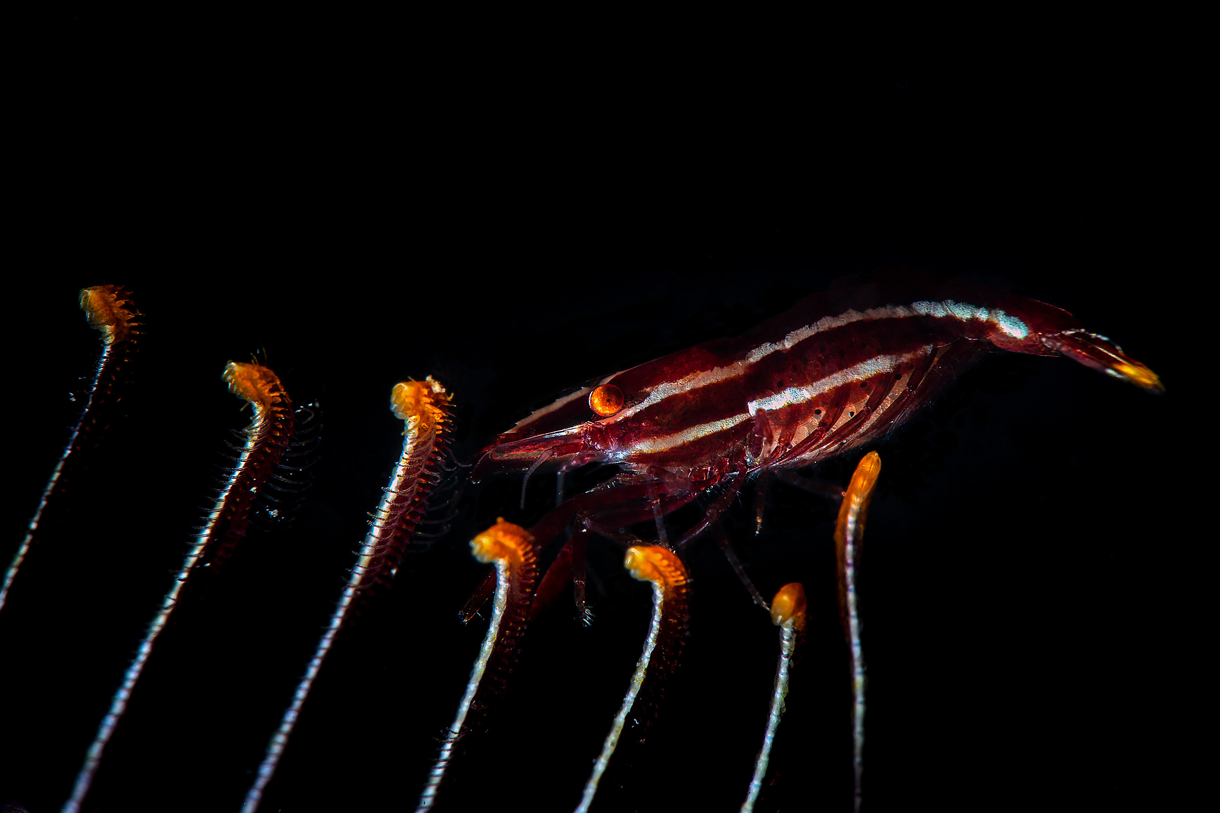 Passeggiando sul crinoide