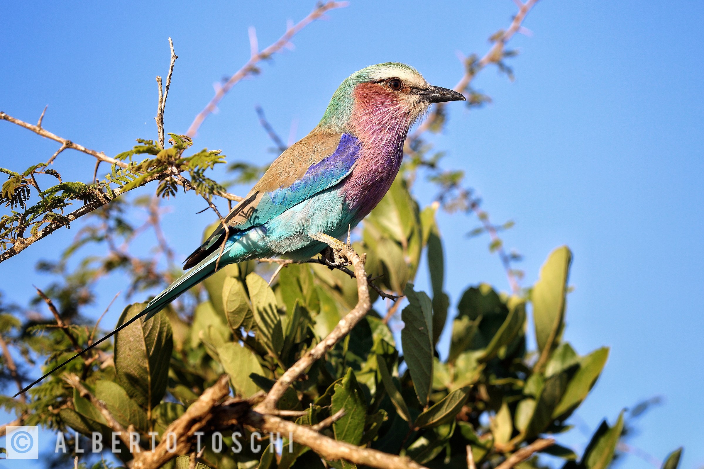 Ghiandaia marina pettolilla (Coracias caudatus