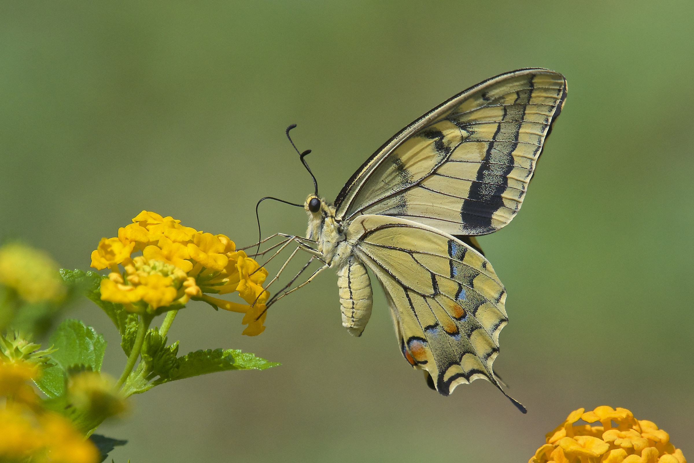Swallowtail