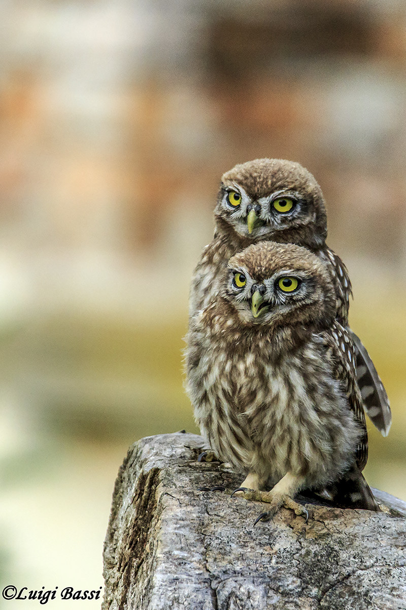 Giovani Civette con lo sguardo al futuro