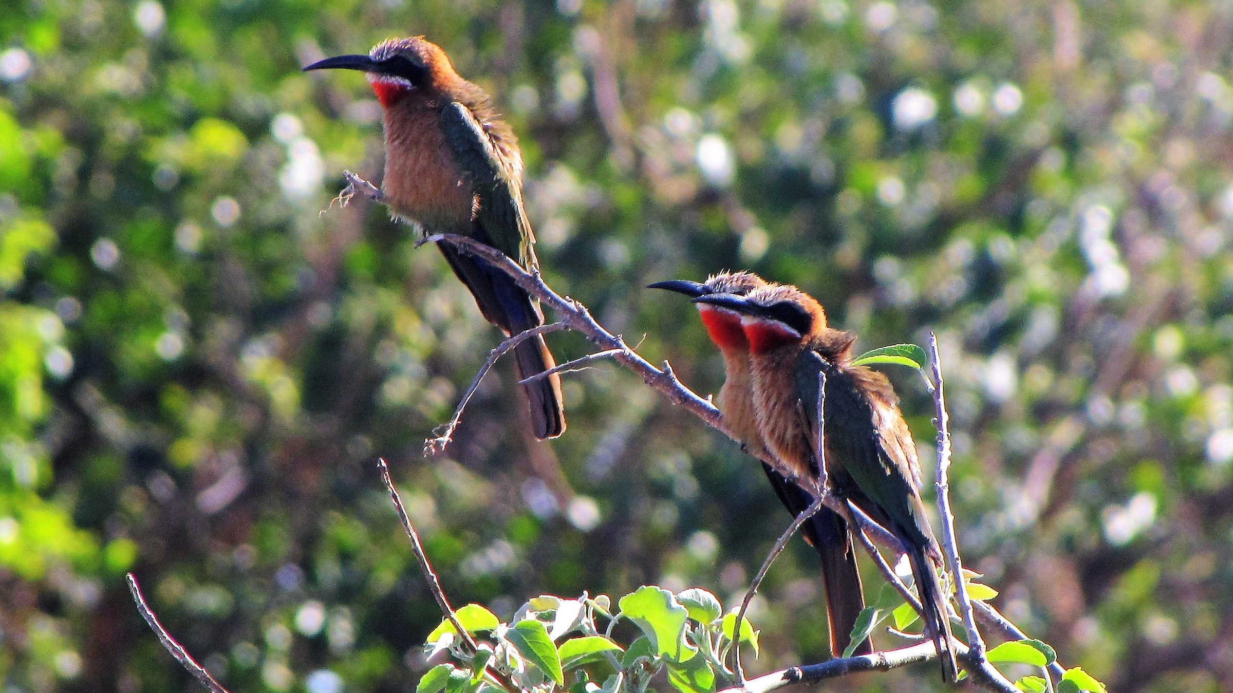 gruccione frontebianca