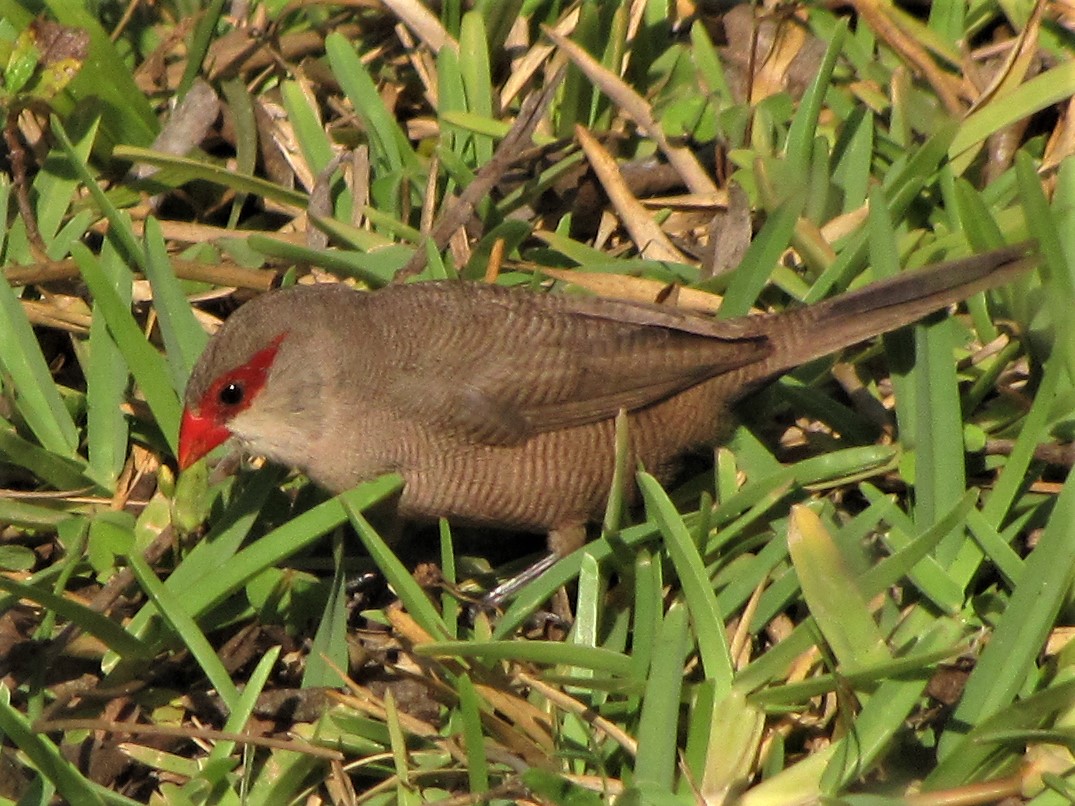 Waxbill of Saint Helena