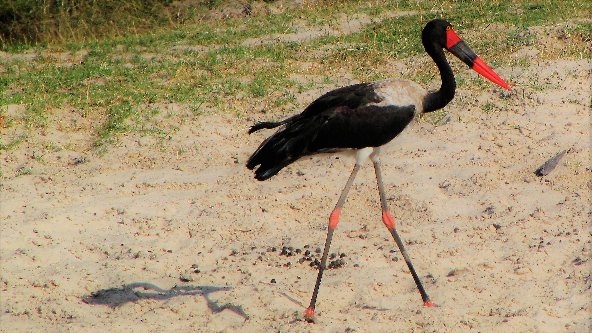 cicogna con becco centrale