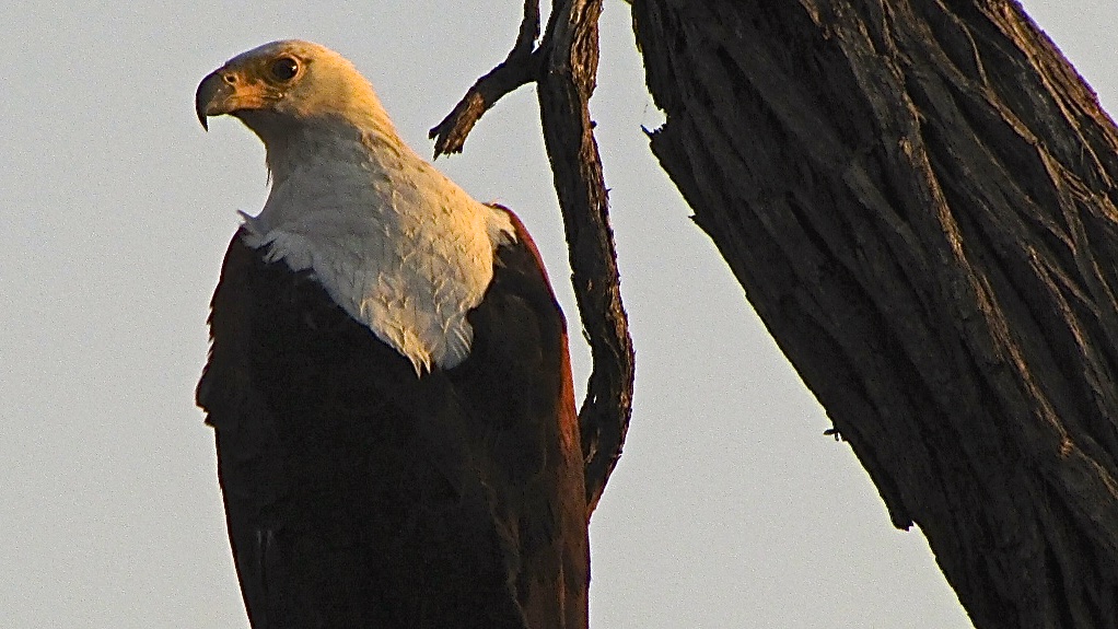 fish eagle