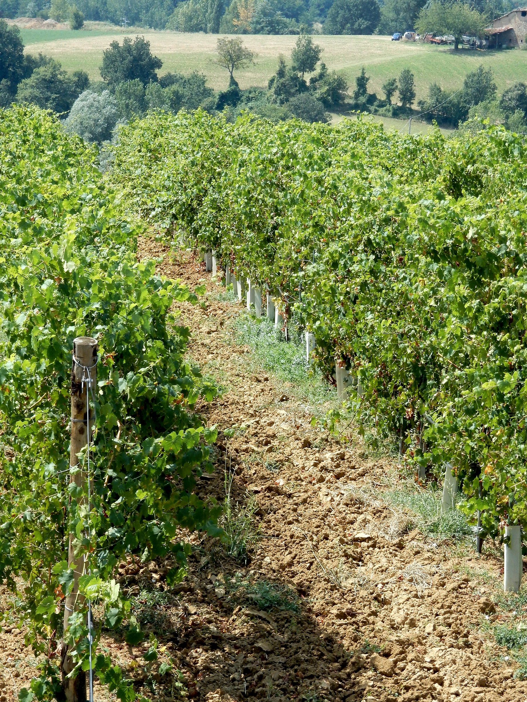 Il Regno del Lambrusco