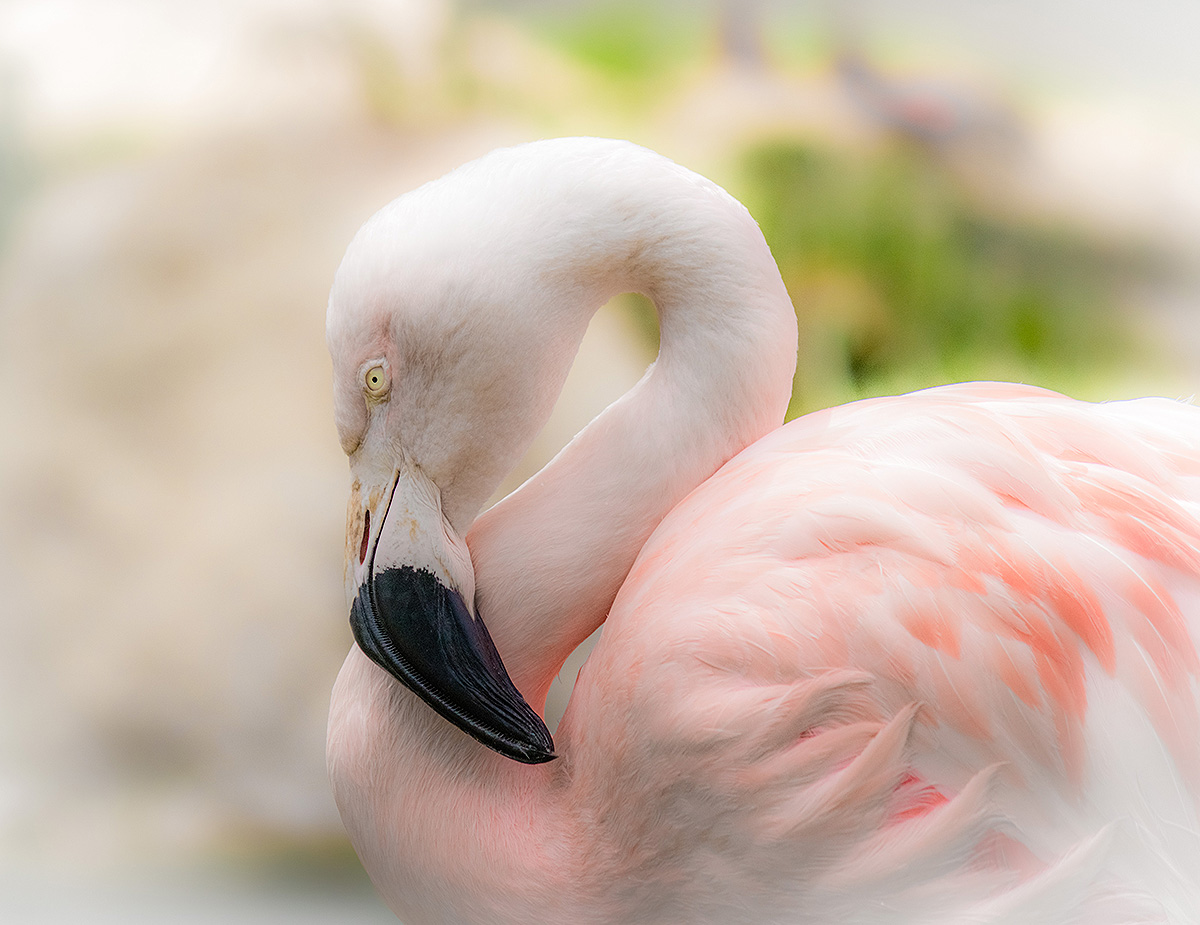 Phoenicopterus ruber