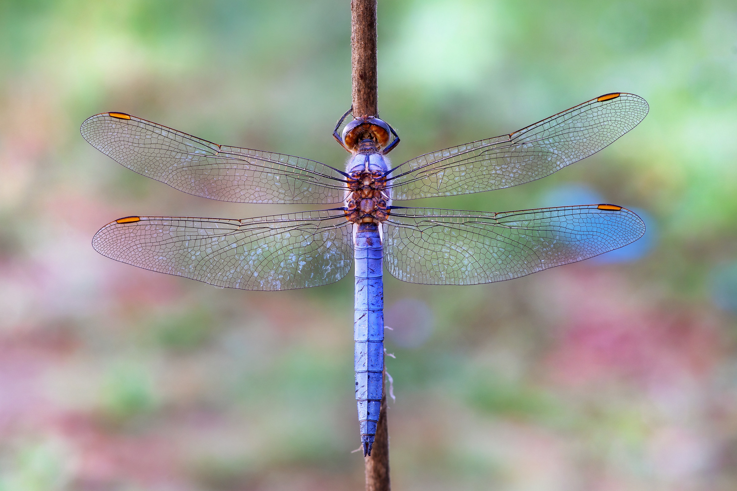 Orthetrum brunneum Male (Fonscolombe, 1837)