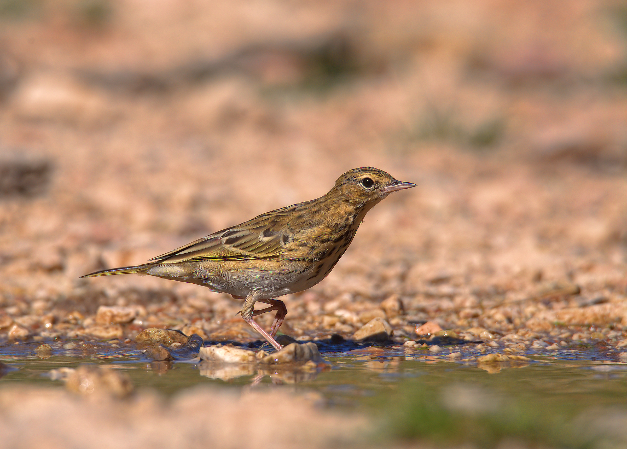 Tree Pipit