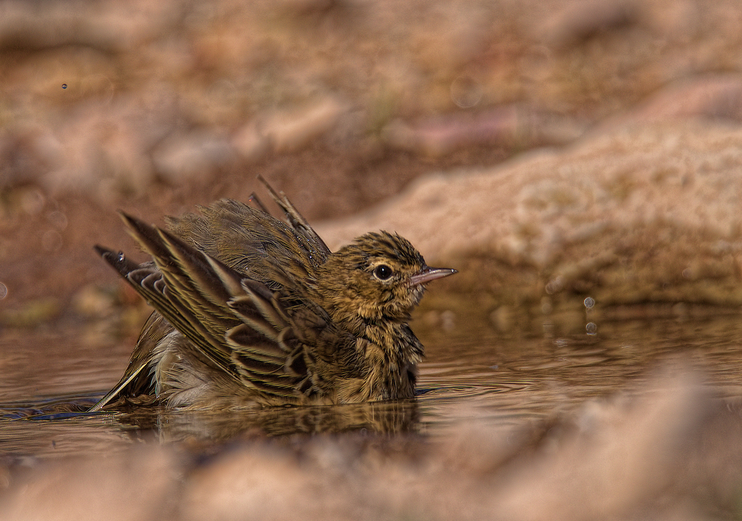Tree Pipit