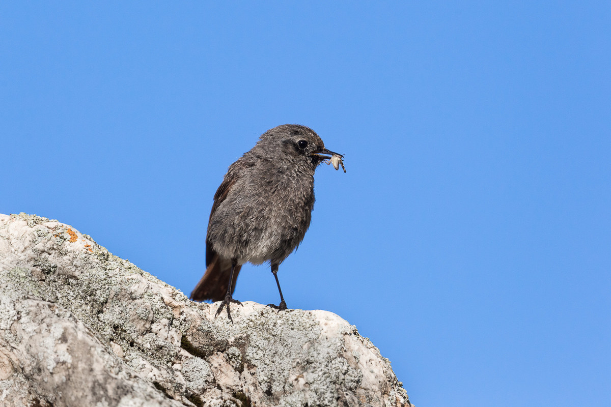 Female chimney sweep...