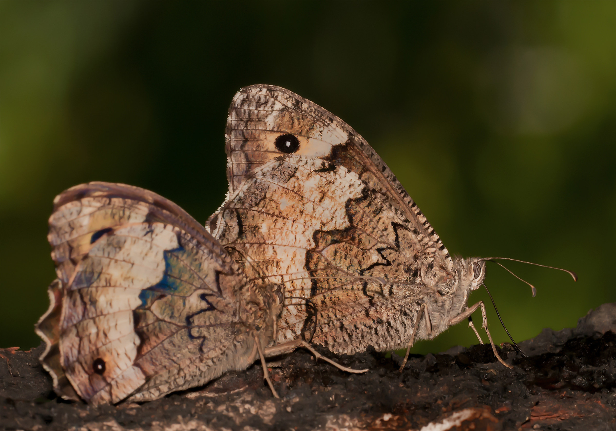 Arethusana Arethusa