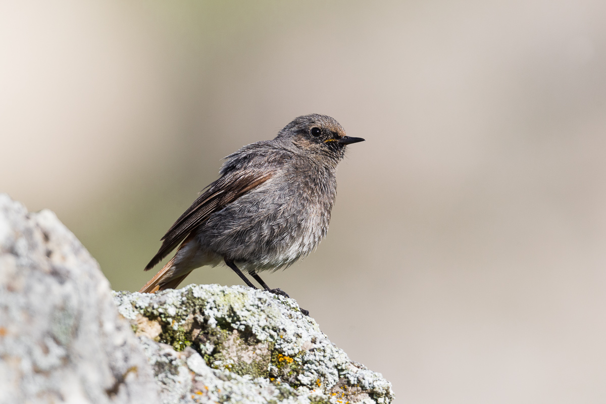 Female chimney sweep...