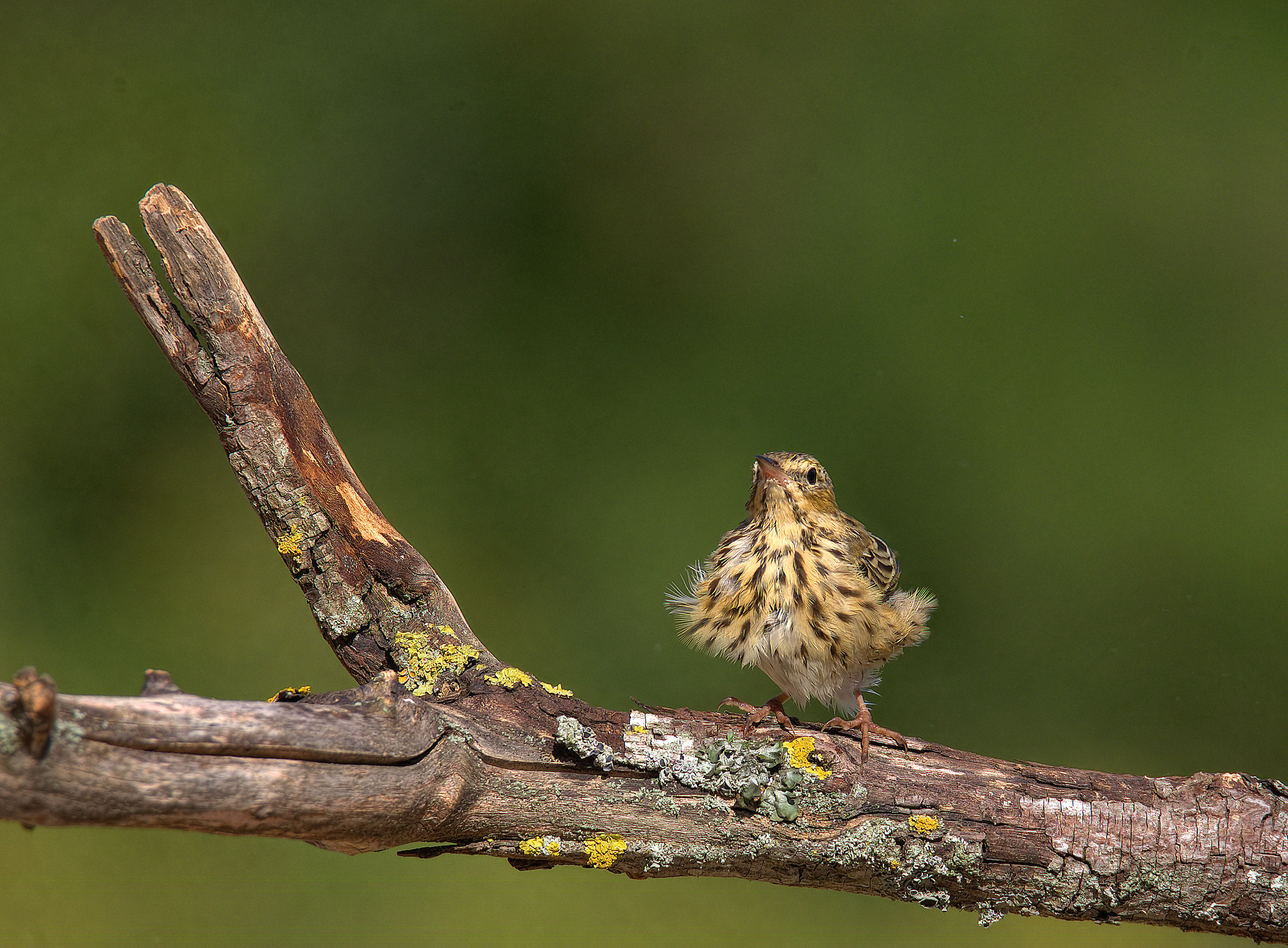Tree Pipit