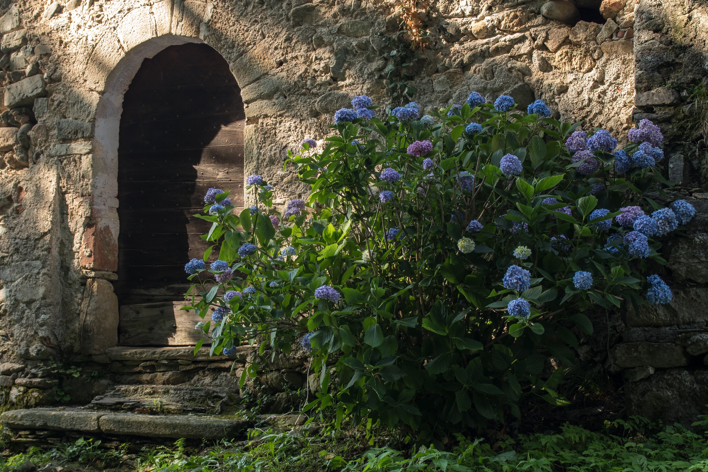 Antica porta con ortensie