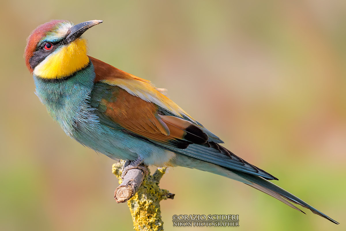 Merops apiaster