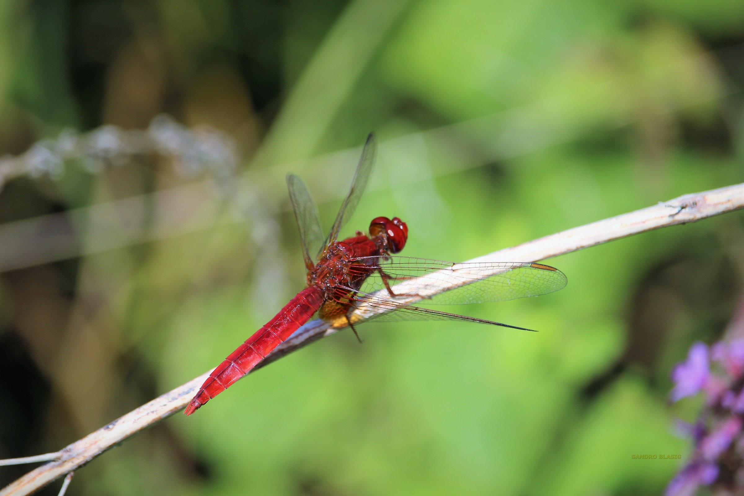 Dragonfly
