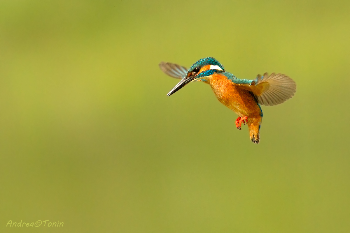 Kingfisher 4