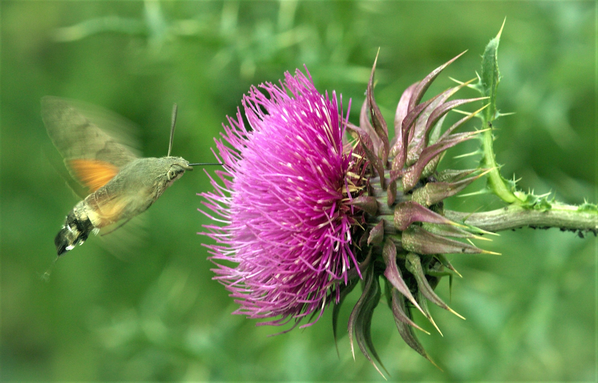 sfinge colibrì macroglossum stellatarum