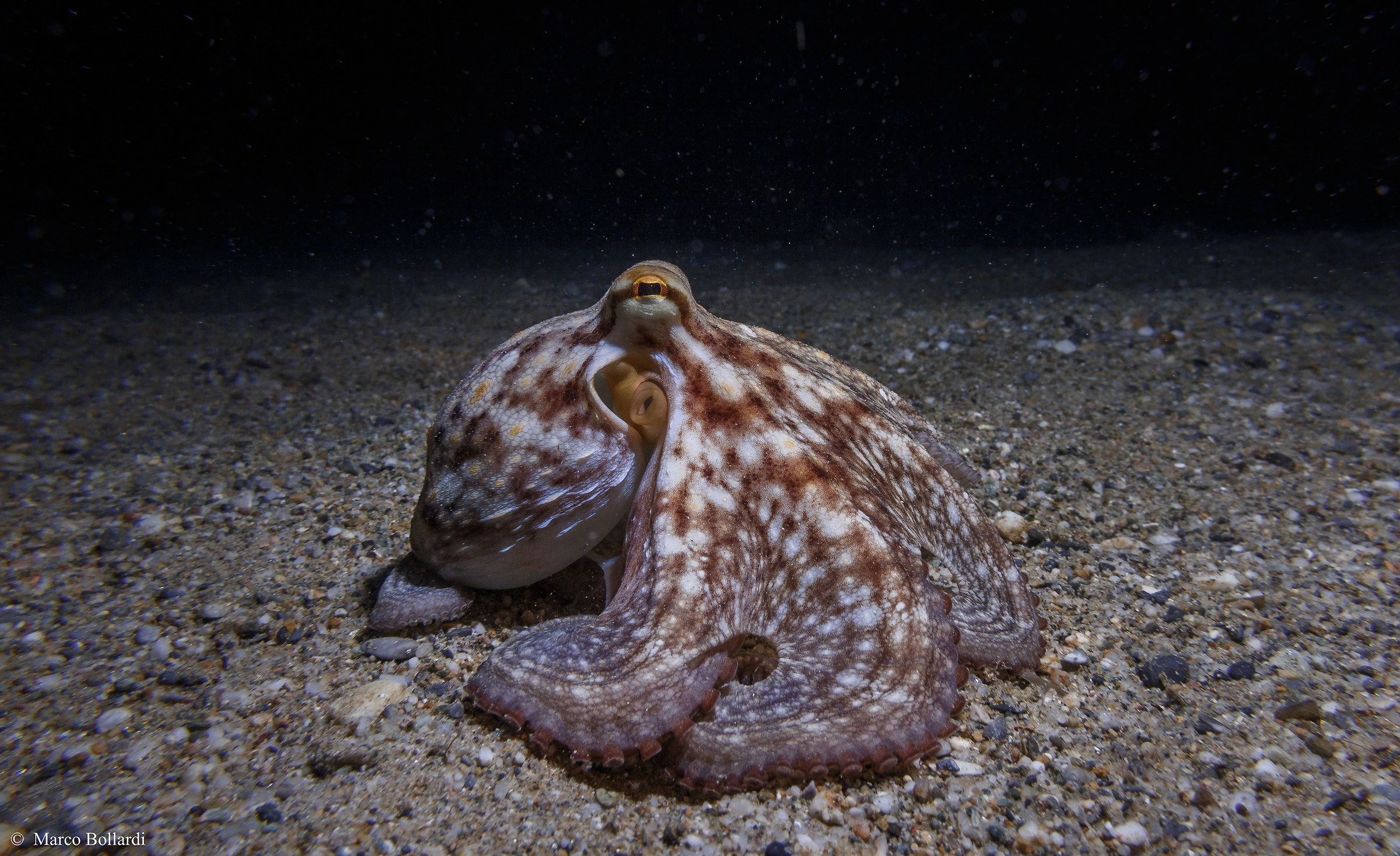 Little Octopus