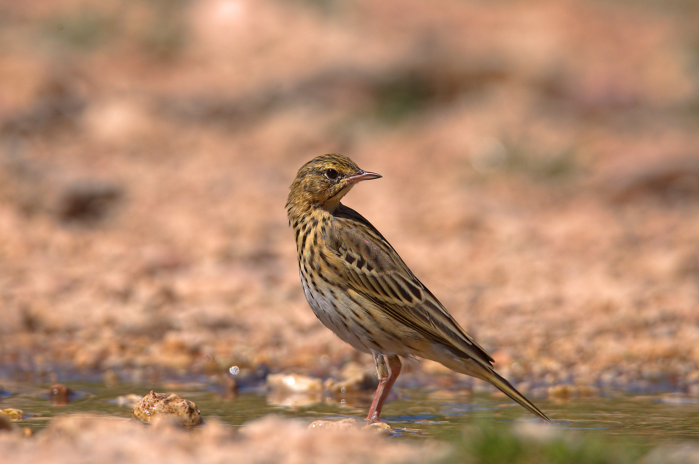Tree Pipit