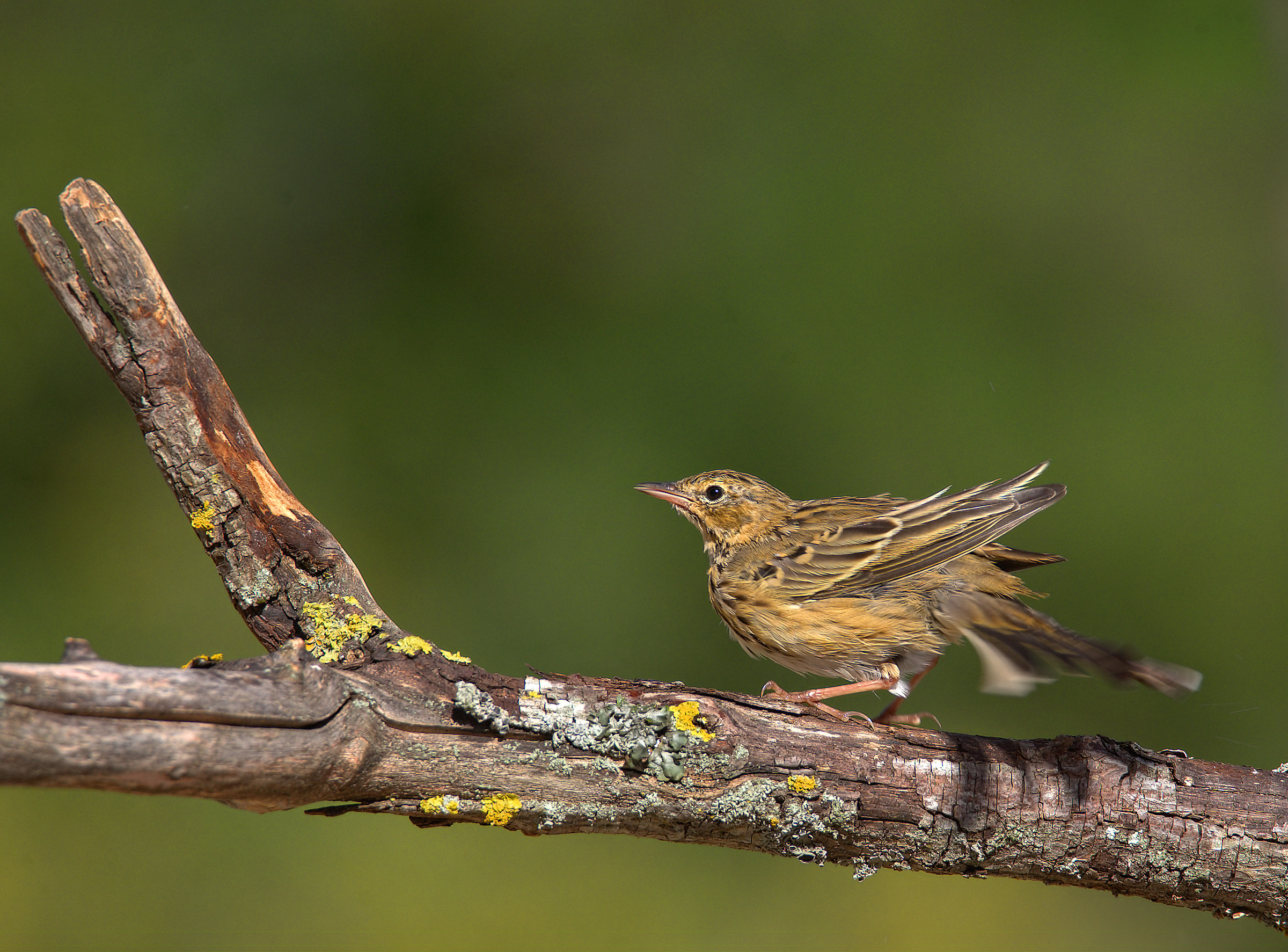 Tree Pipit