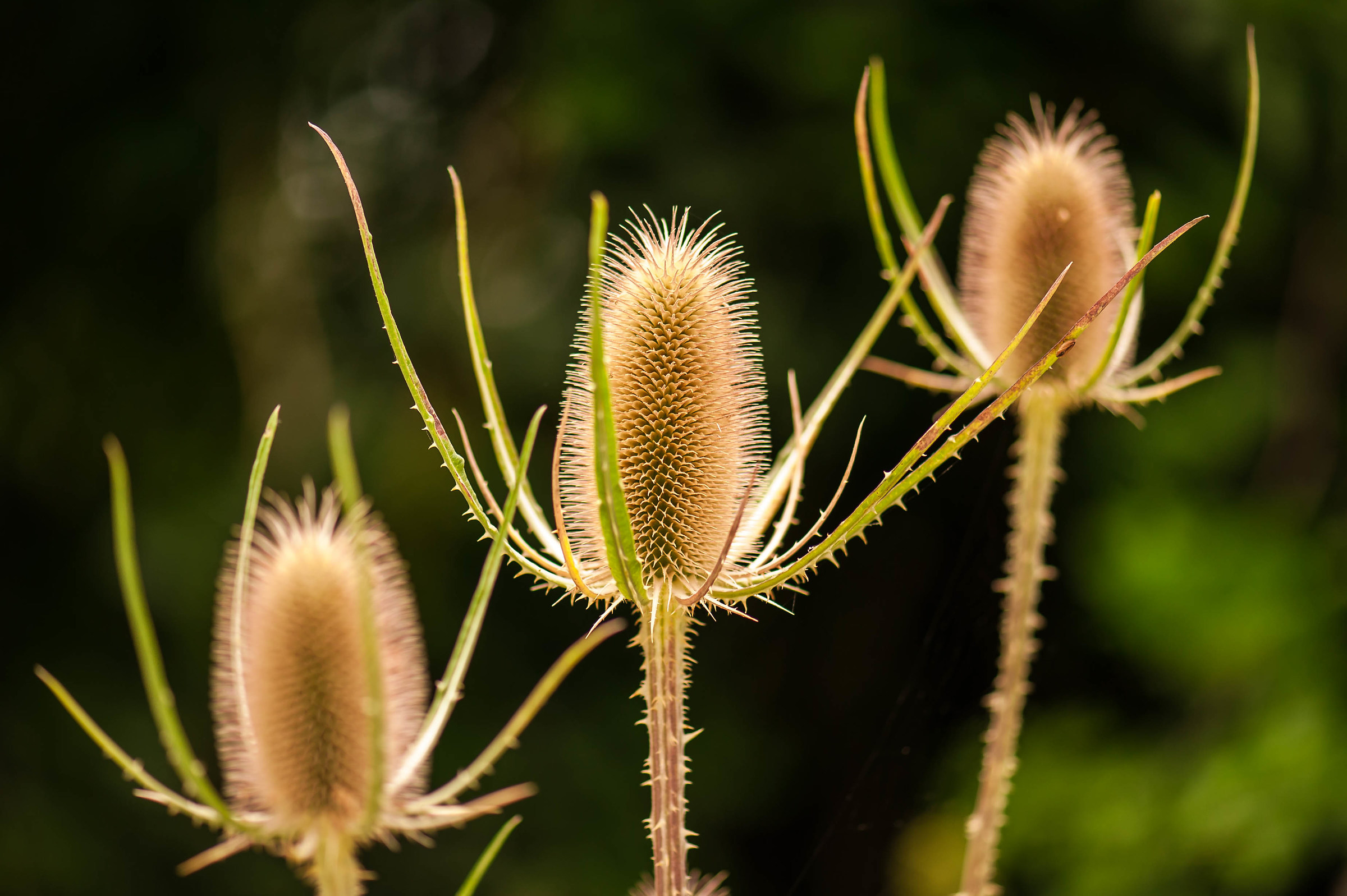 The reason is always in the middle...