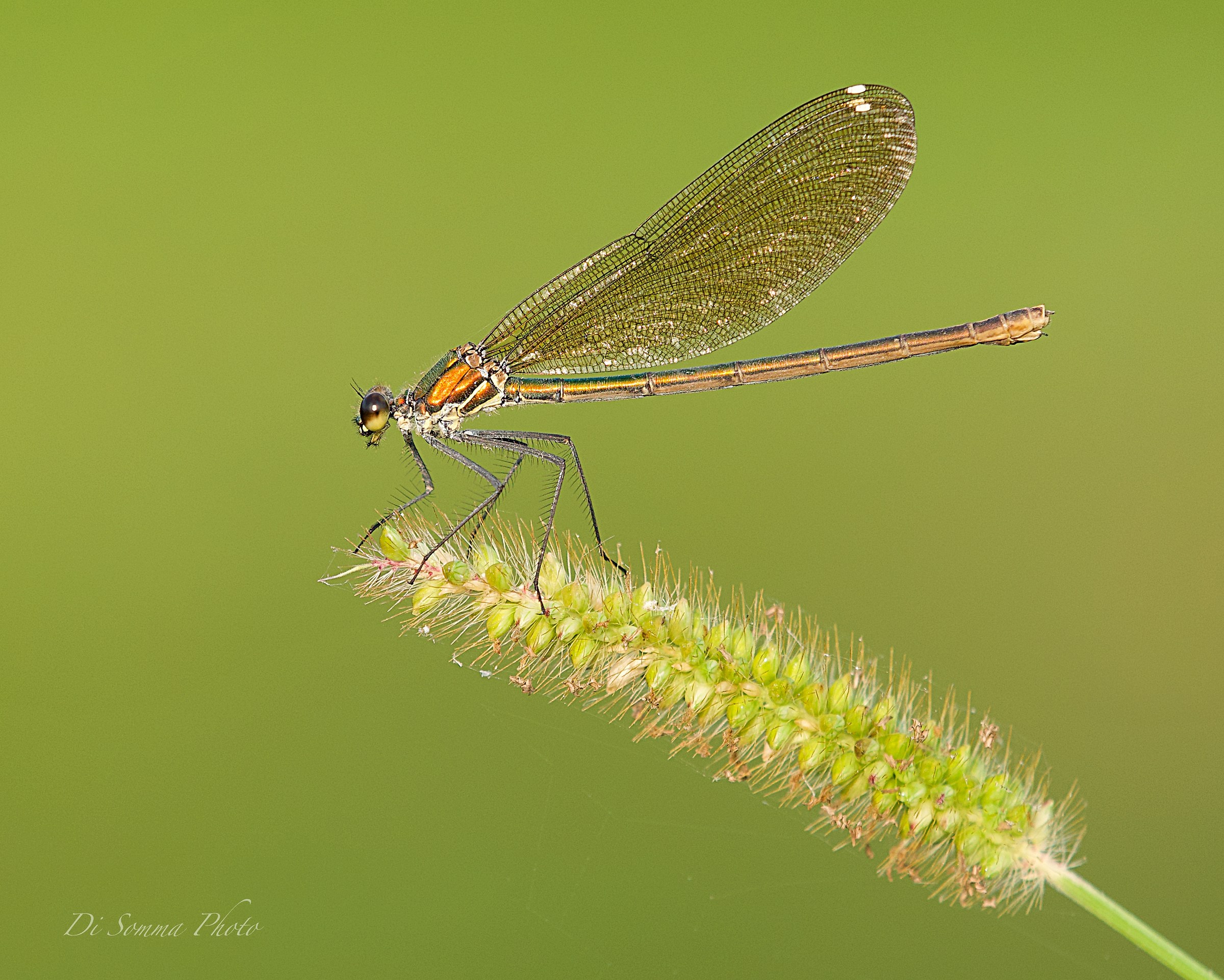 Dragonfly