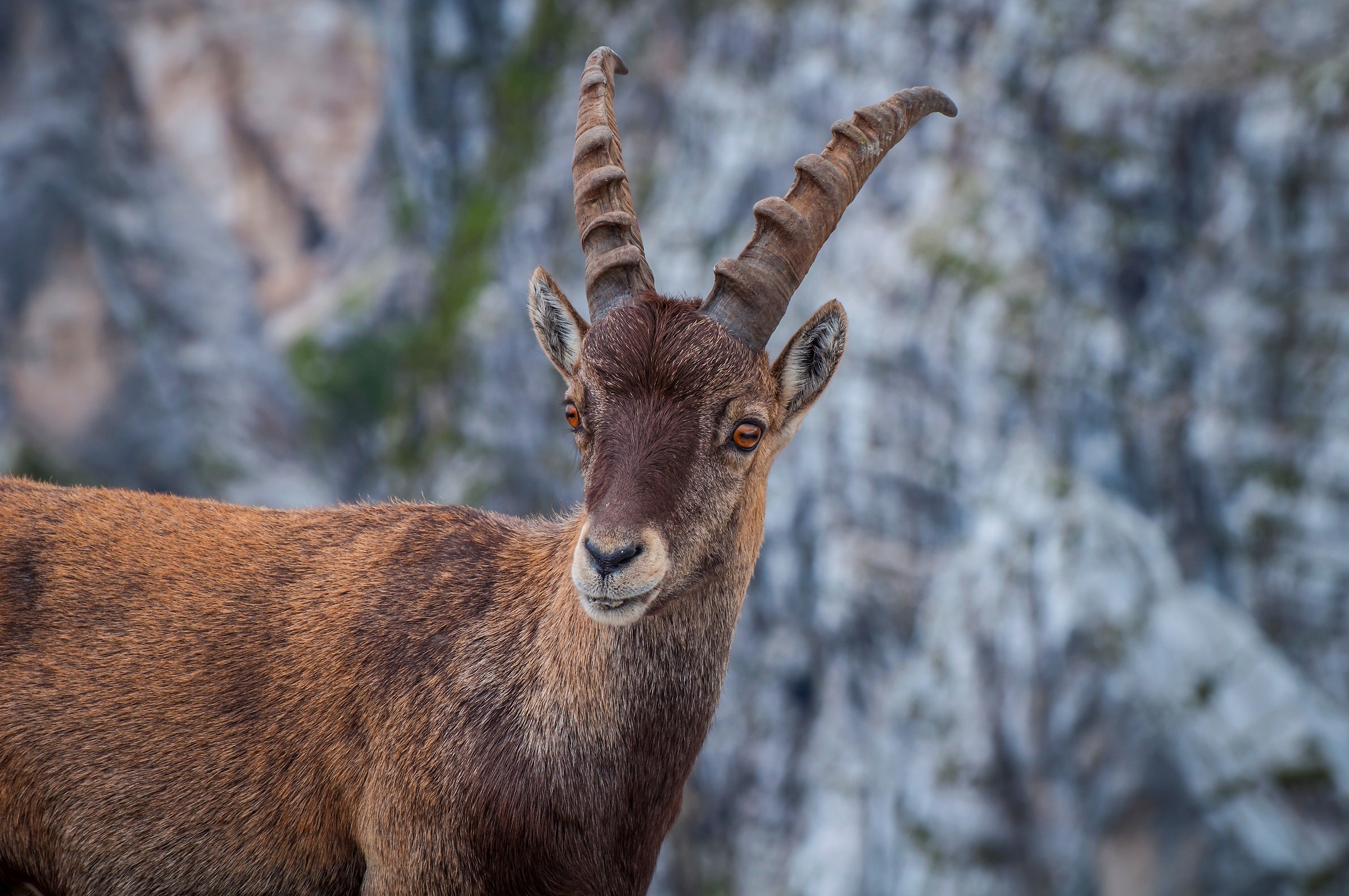 Ibex