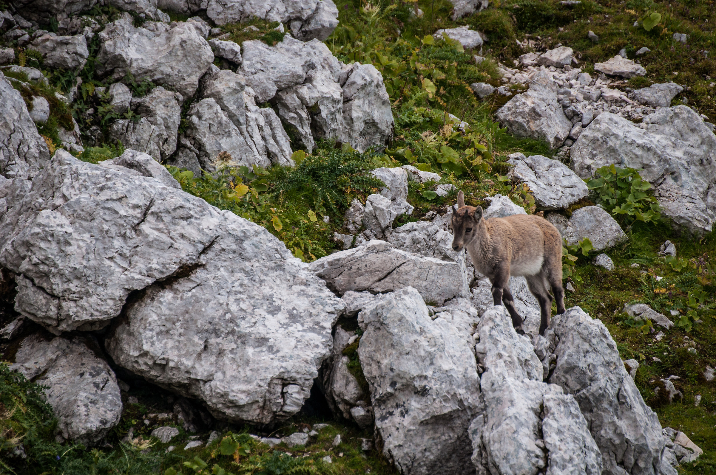 Small Ibex Grow