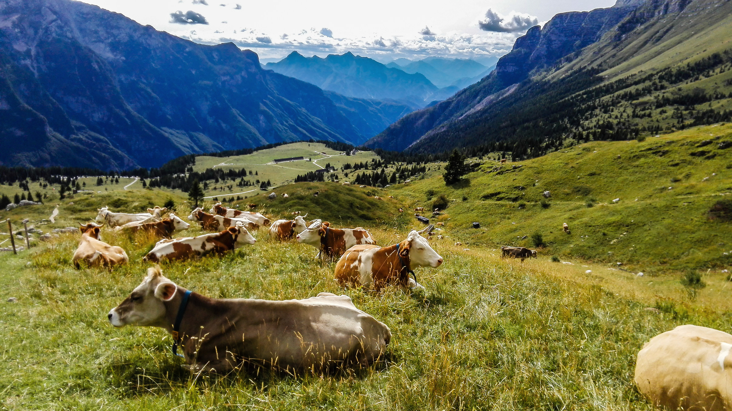 Altipiano del Montasio