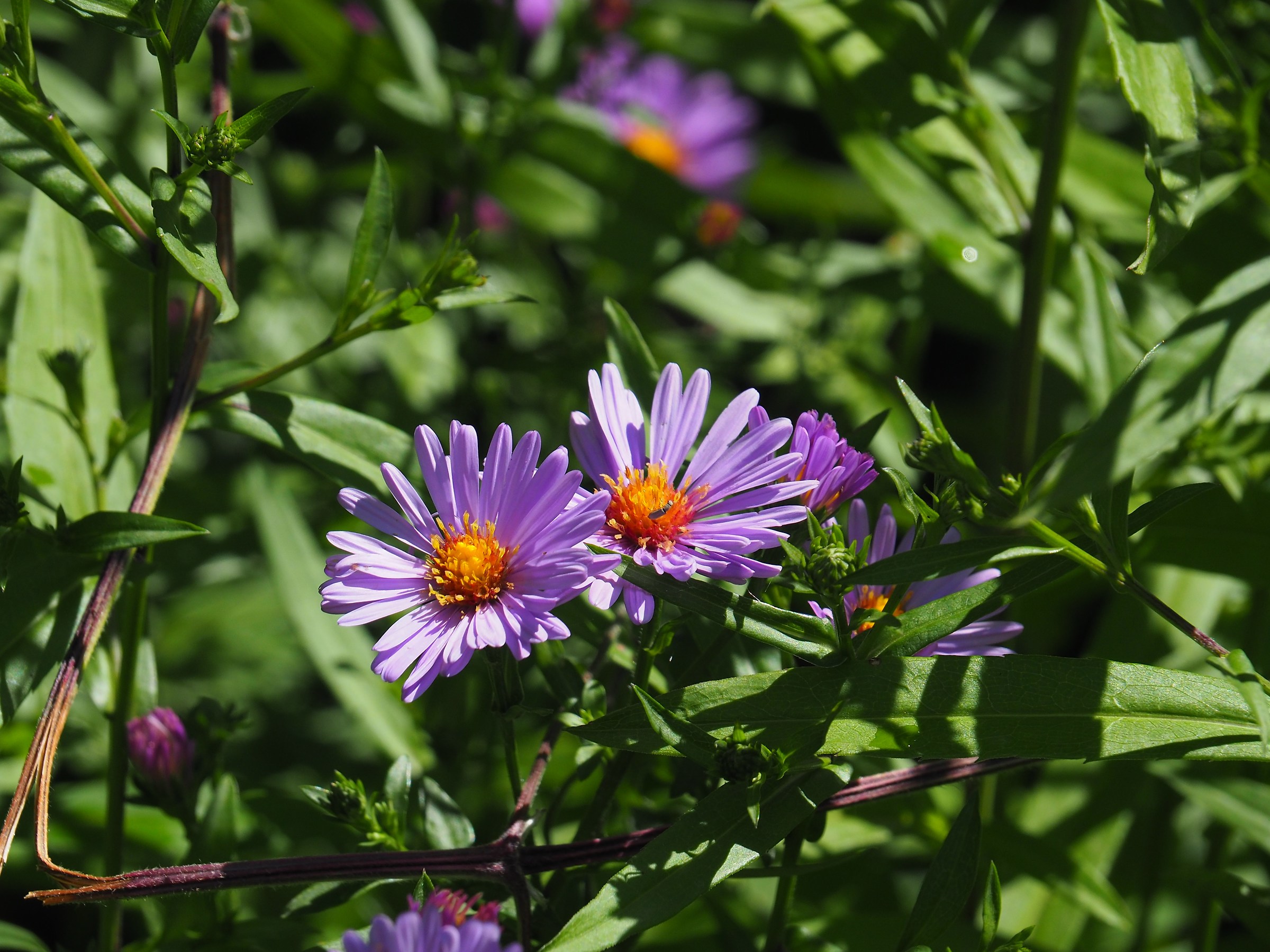 light purple and orange