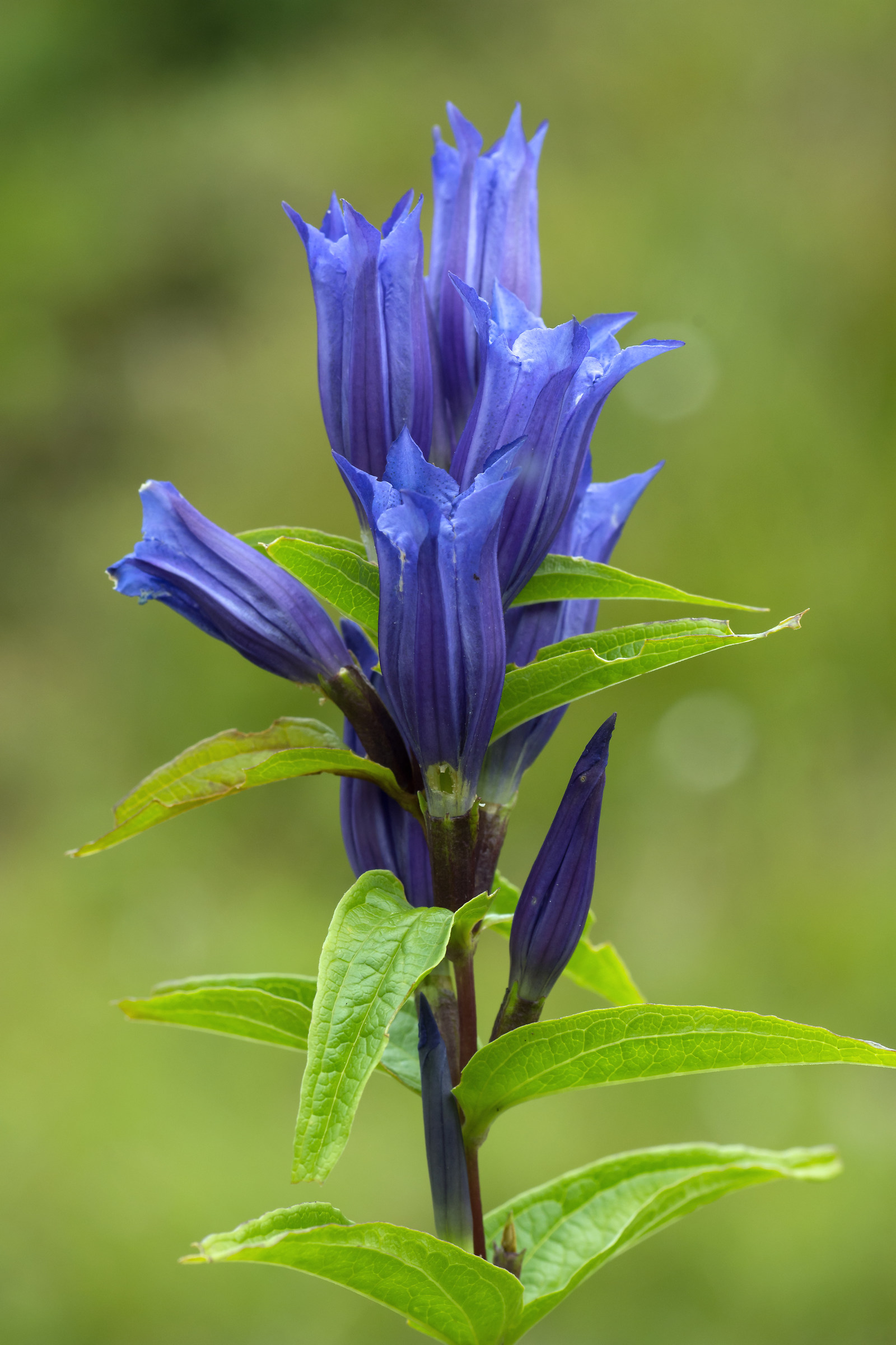 Genziana asclepiadea
