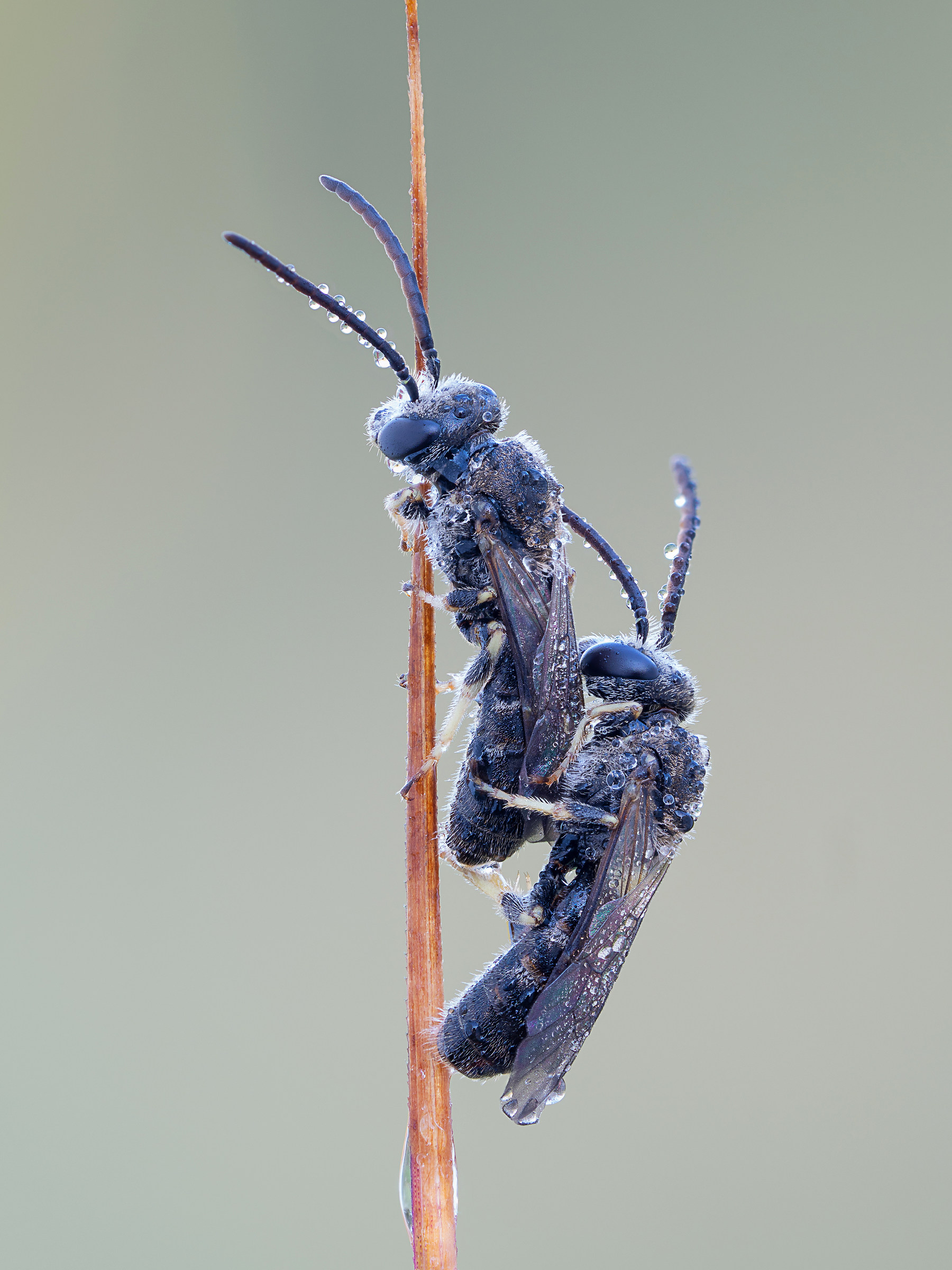 Lasioglossum