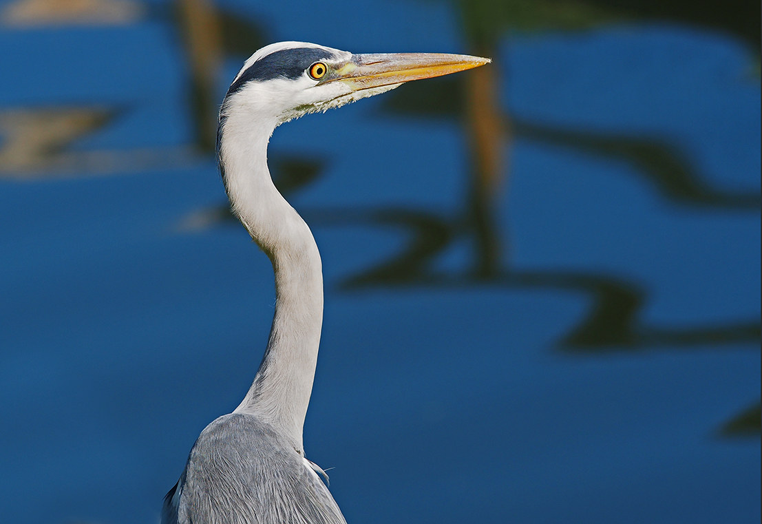 Heron