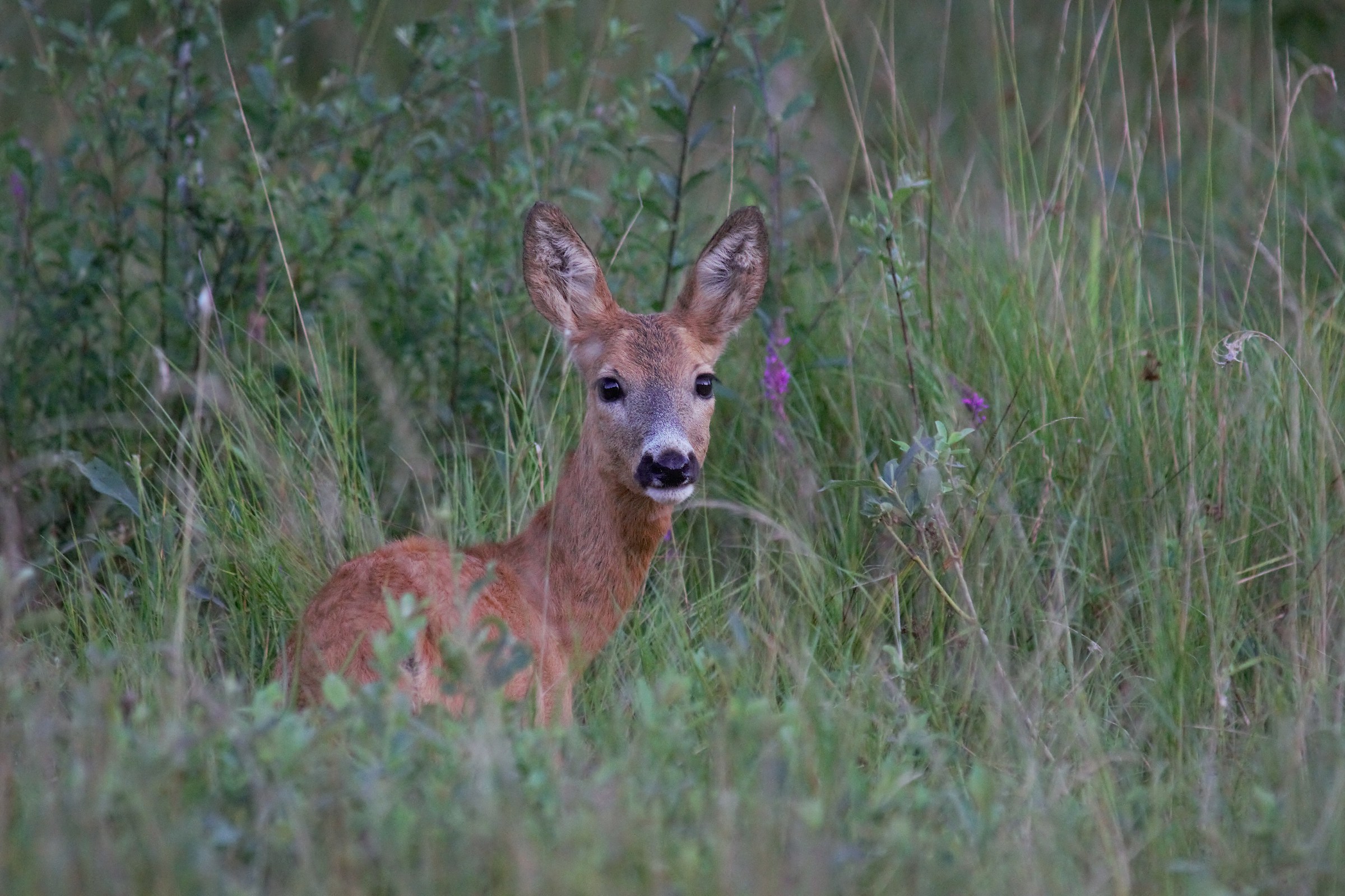 Capriolo (Capreolus capreolus)