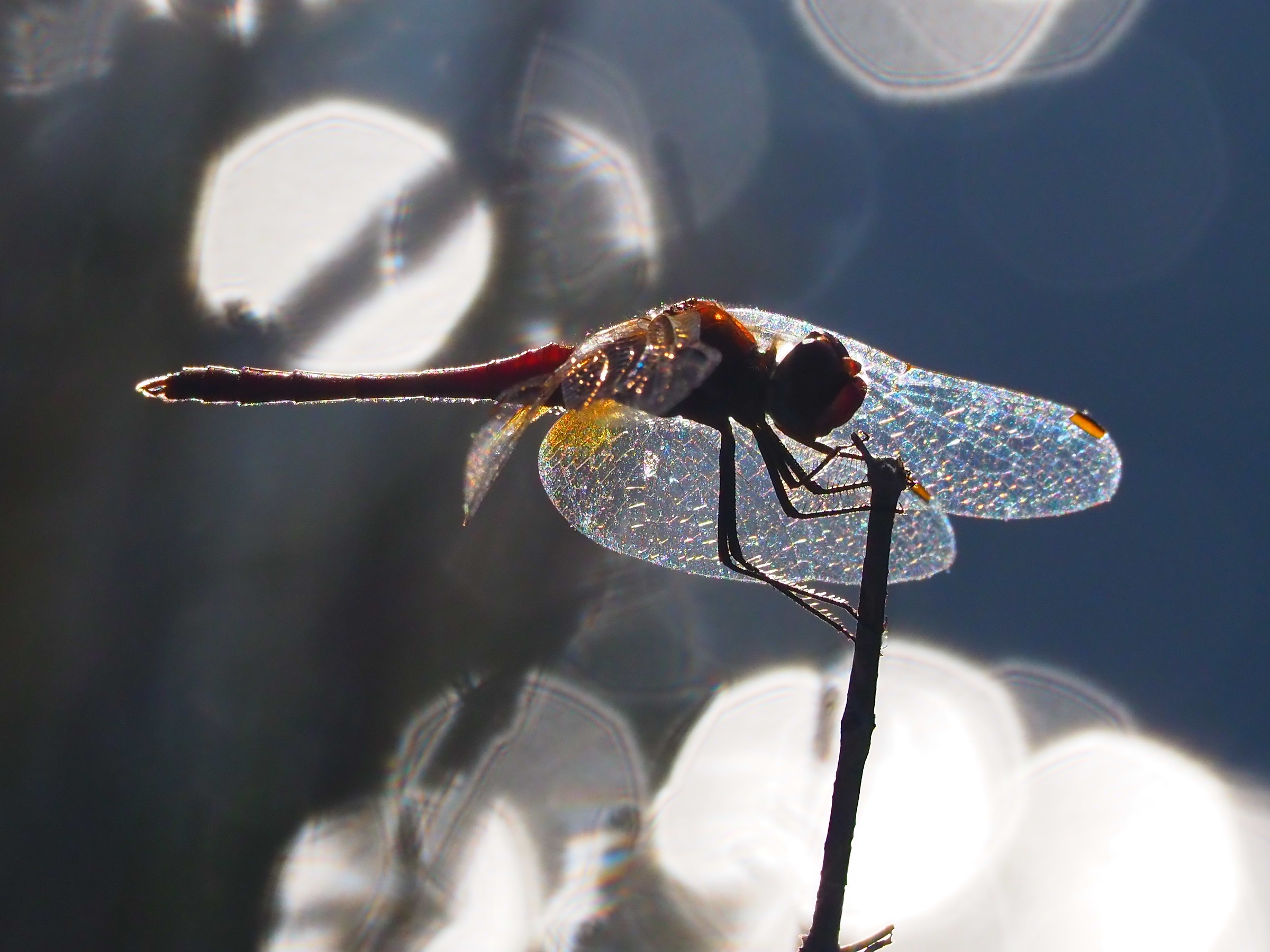 Dragonfly in backlight