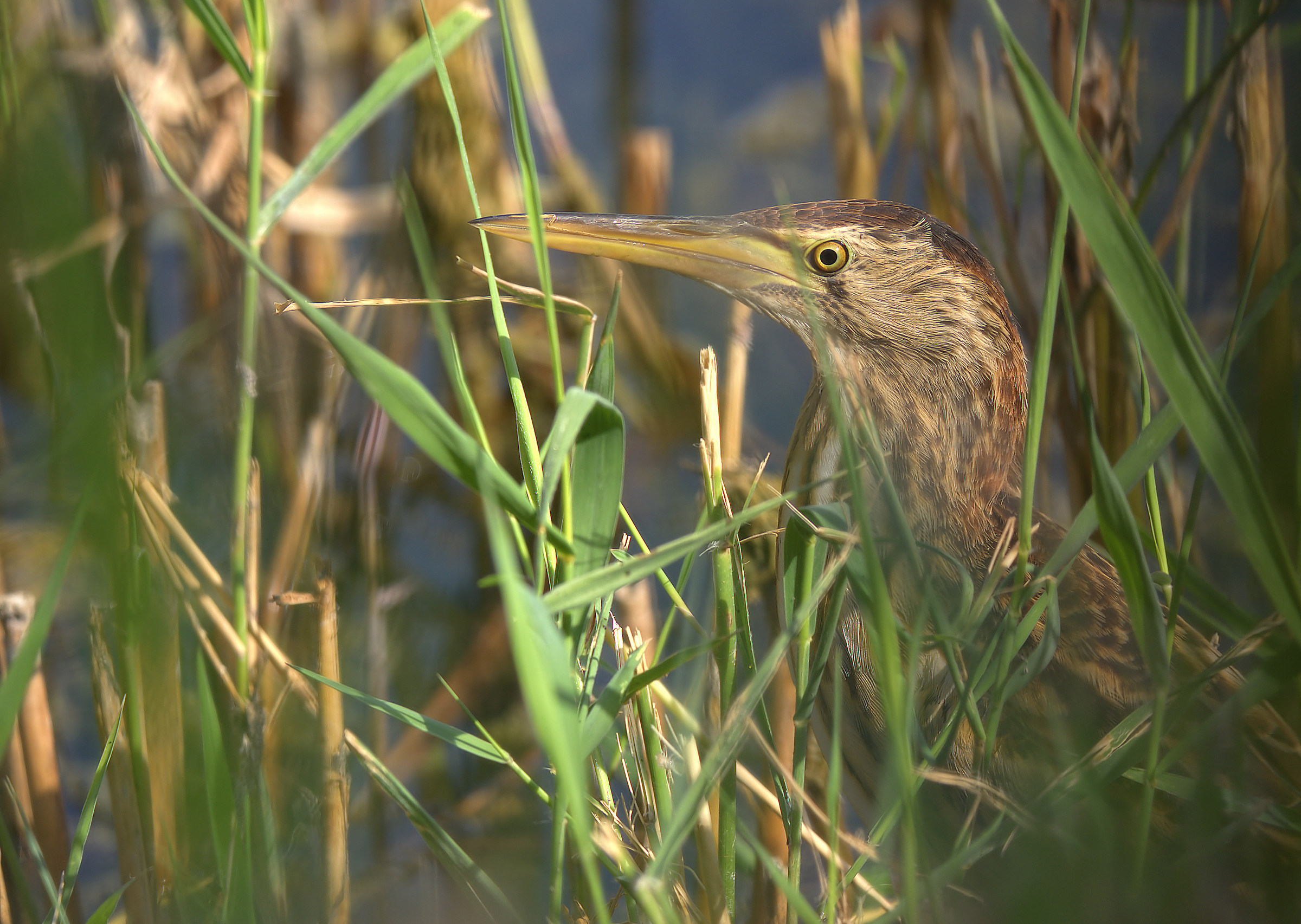 Little Bittern