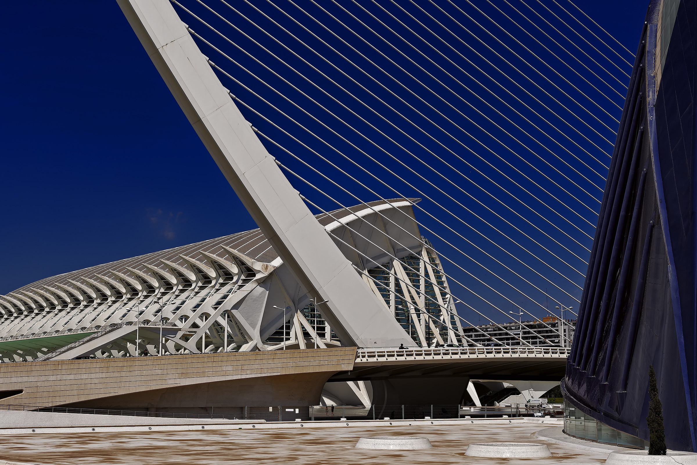 Calatrava forever color